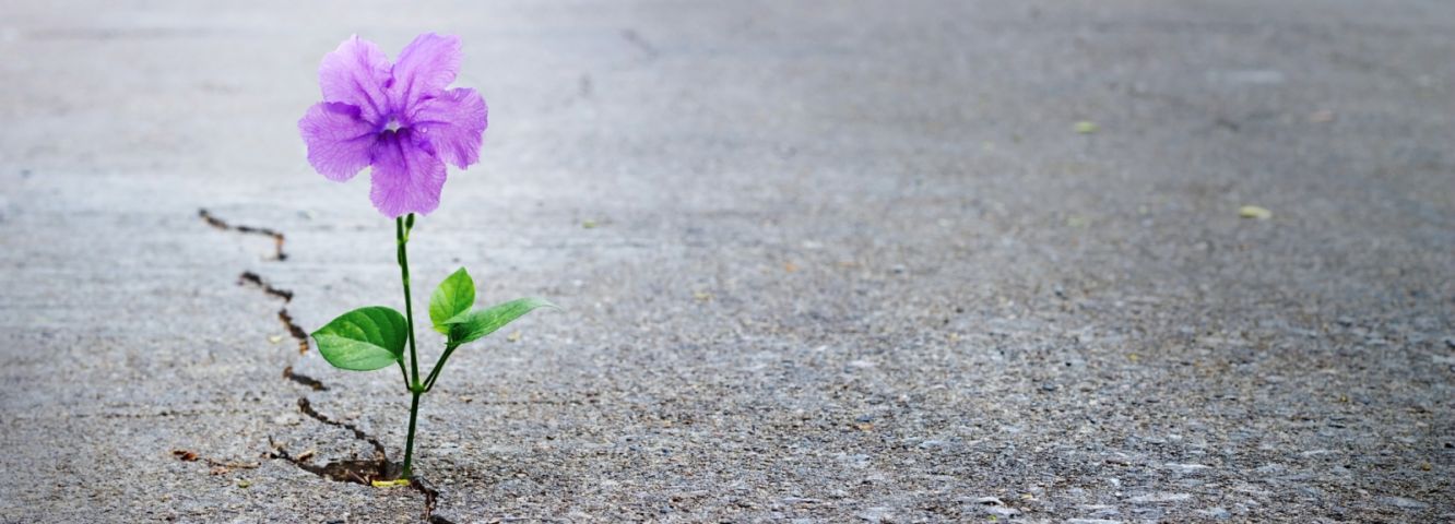 Spotlight: Resilienz